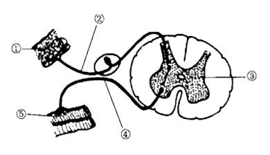 下图是缩手反射的示意图,请据图回答(1)该模式图表示的神经结构叫