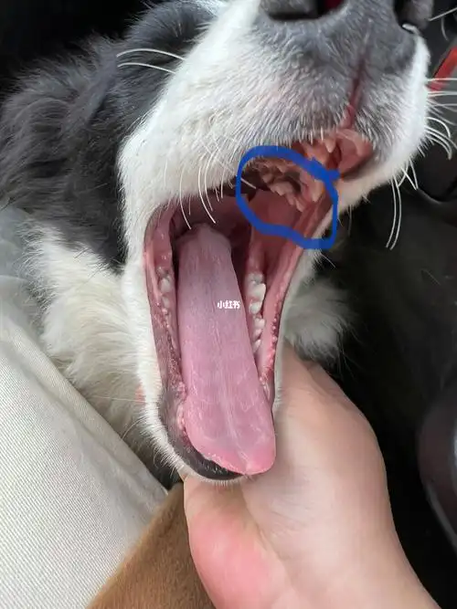 了,犬牙还没动静,打哈欠的时候发现最里面左右两边的牙齿旁边还有一颗
