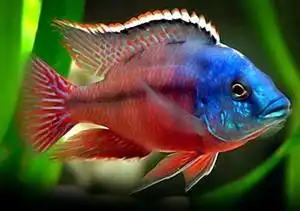 网藏金虾淘宝三湖慈鲷马鲷 热带淡水观赏鱼 埃及艳后 红鹰 德系f1