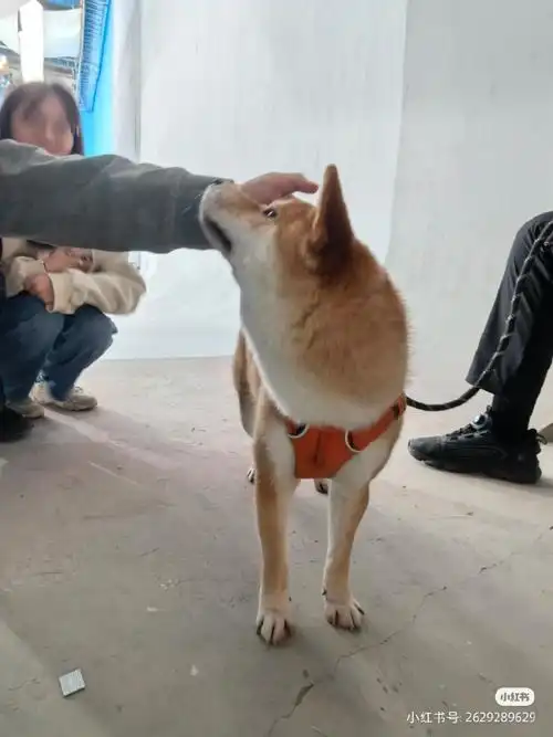 张真源奔跑吧##张真源高露洁品牌代言人