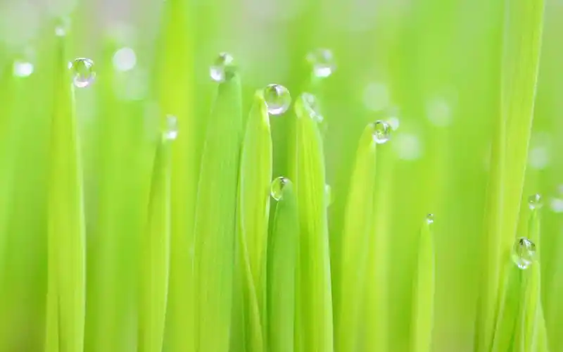 万籁俱静时,春天,绿植,绿色,护眼,水滴,0219,住在春天万籁俱静时壁纸