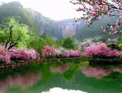 运气测试:四片桃花林,哪片最神秘?测测你最近会不会招惹烂桃花?