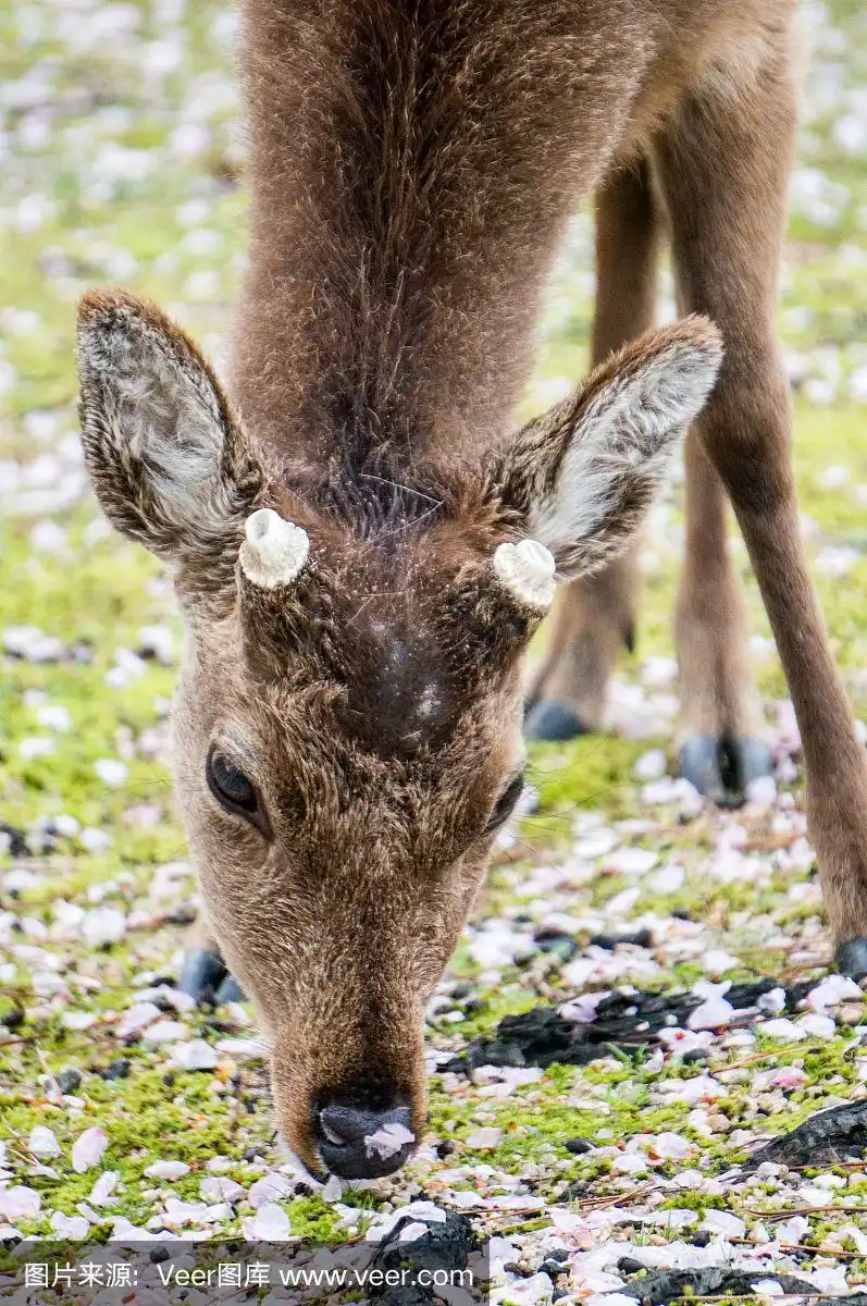 梅花鹿,日本,樱花,世界遗产,有蹄哺乳动物