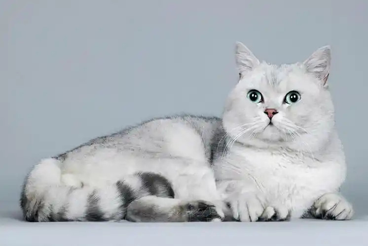 常见的宠物猫品种有短毛猫,长毛猫,暹罗猫,埃及猫,曼城猫,英国短毛猫