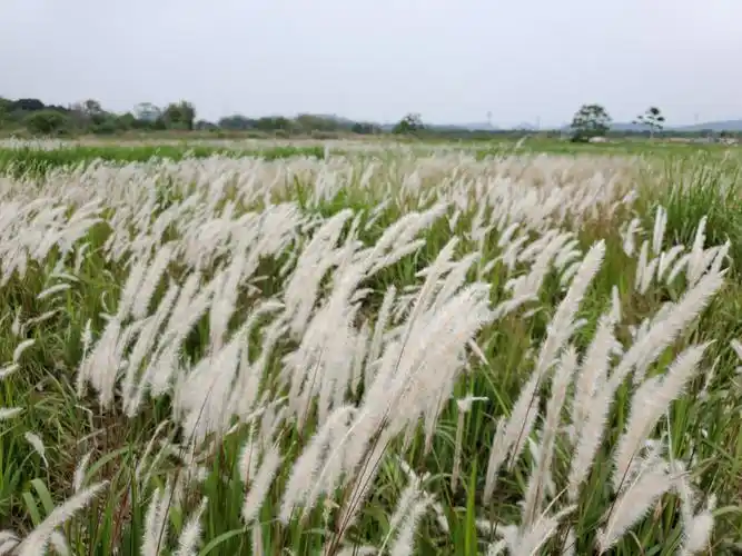 人间最美四月天～丝茅花,木棉花