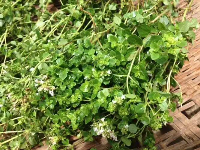 香炉草茶香笼草香芦草香茹草马郁兰中草药 自己采摘20g