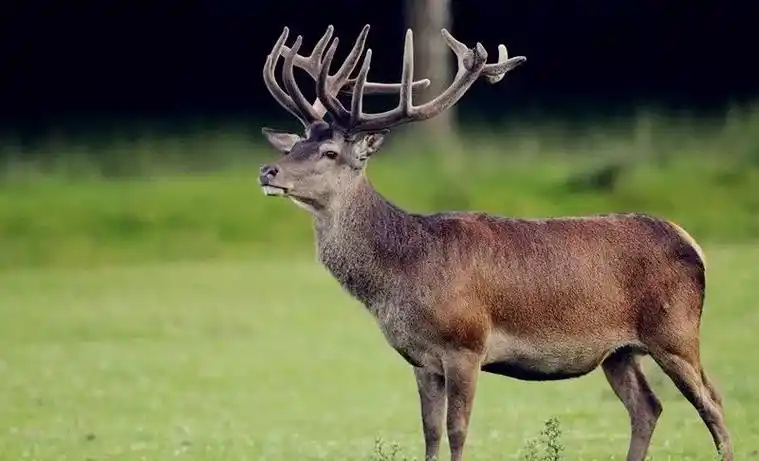 大兴安岭的神奇物种马鹿