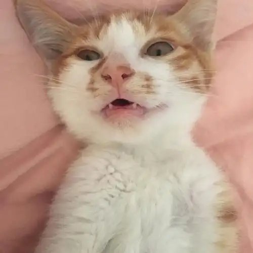 讨论田园猫也会发腮的吗