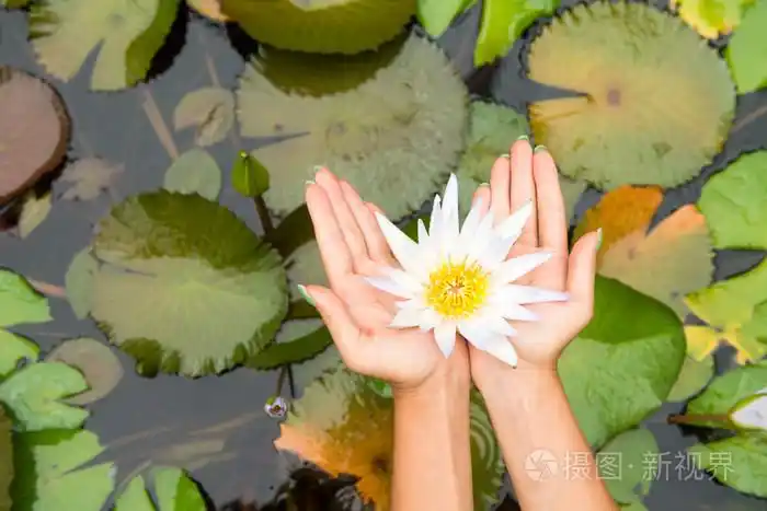 女人抱着莲花花-睡莲