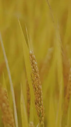 金黄麦穗迷人摄影