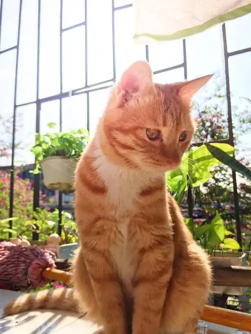 广州成年绝育公橘猫求好心人领养送猫粮