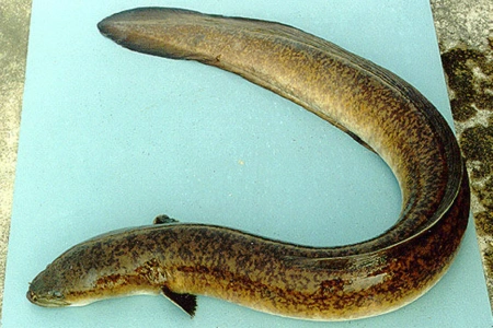 花鳗鲡(学名:anguilla marmorata,英文名:marbled eel[1])属鳗鲡目