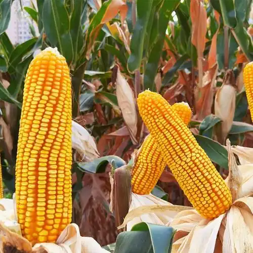 曲辰40号高产玉米种子产量高袋2公斤穗大粒多抗病性好