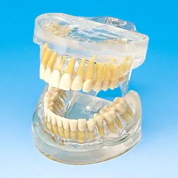 人体口腔模型使用方法_上海寰熙医疗器械