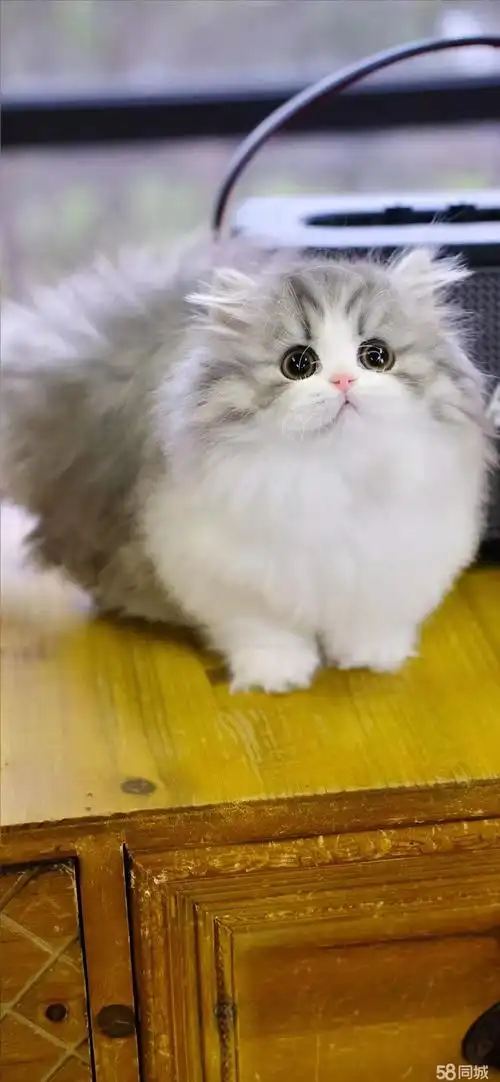 【58同城】郑州布偶猫价格_多少钱一只|郑州500元以下布偶猫图片|布偶