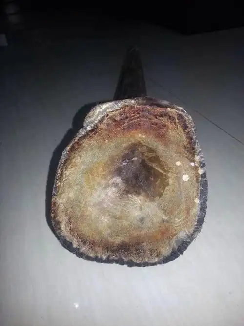 2o15年犀牛角原料价钱是多少