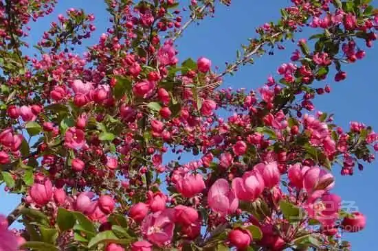 三)海棠树的价格这是喜爱海棠树盆栽的人比较关心的