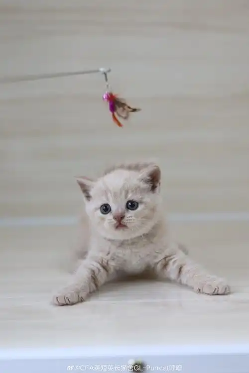 可预定~  英短猫舍超话英短乳白超话英短超话英国短毛猫超话#吸猫##广