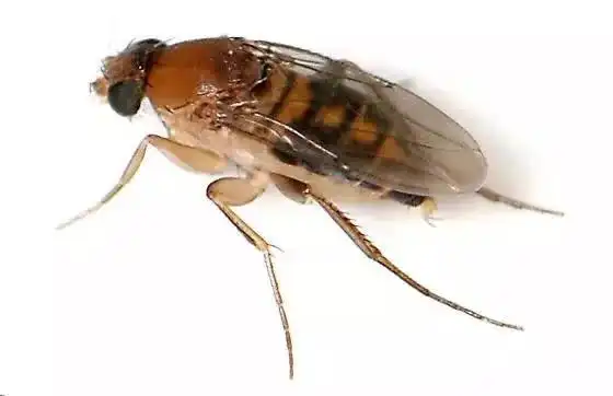 ae 赤螨 提示存在废水污染 psychodidae drosophilidae phoridae 蚤蝇