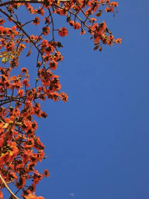 木棉花的花语是什么呢