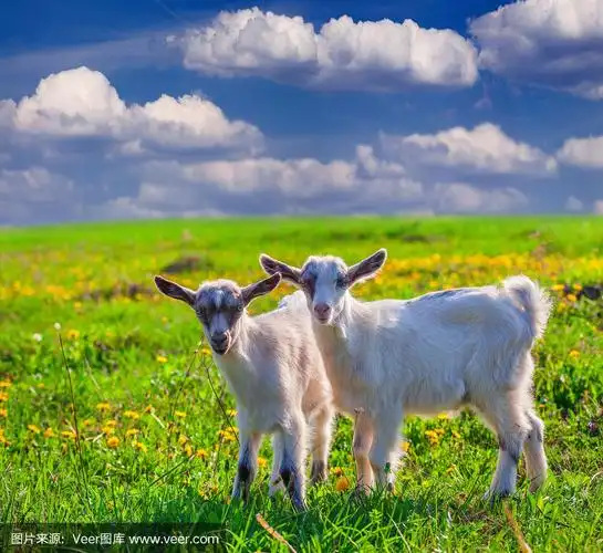 夏天,两只山羊在绿色的草坪上