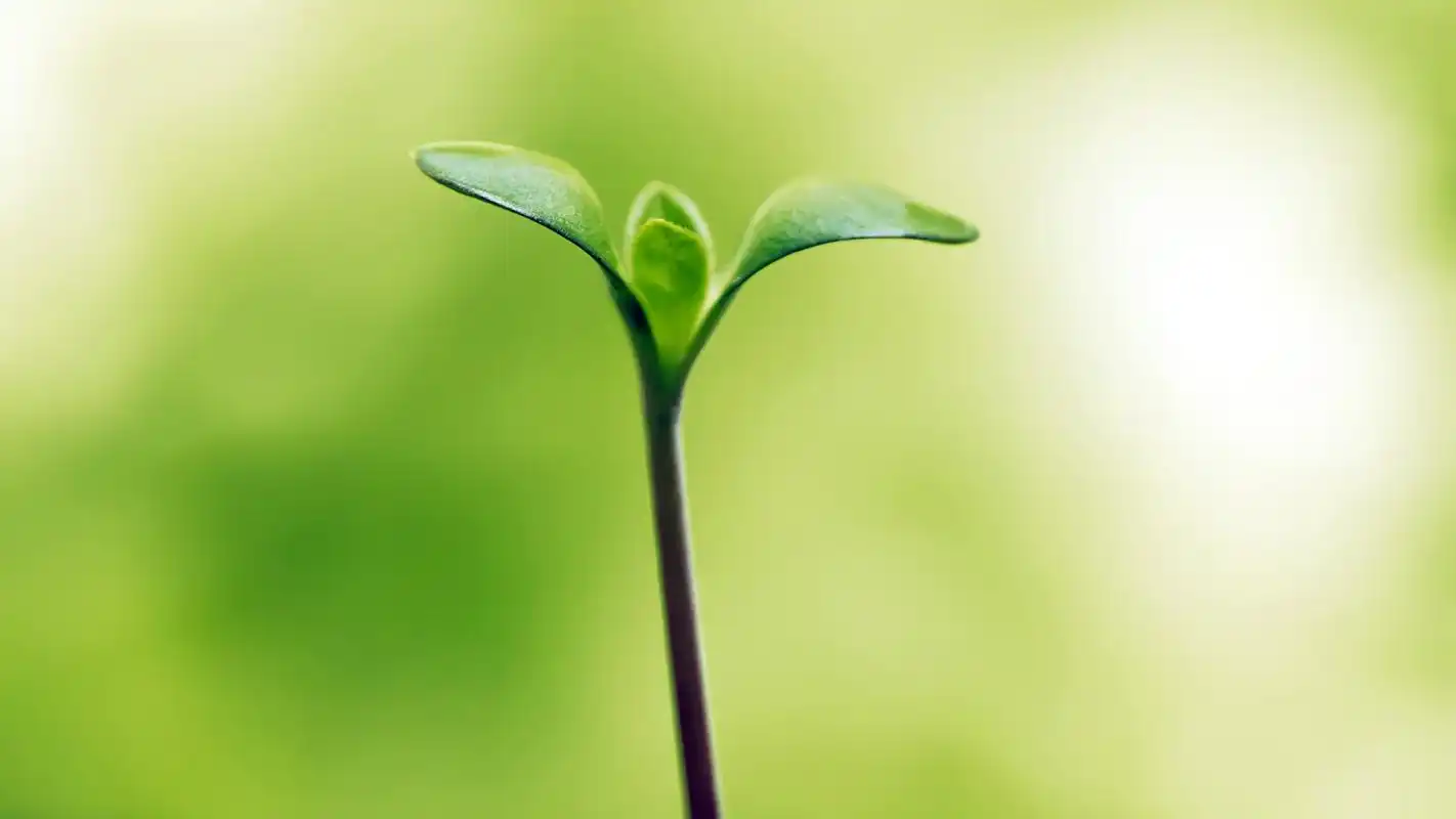 小清新绿色嫩芽摄影高清宽屏壁纸