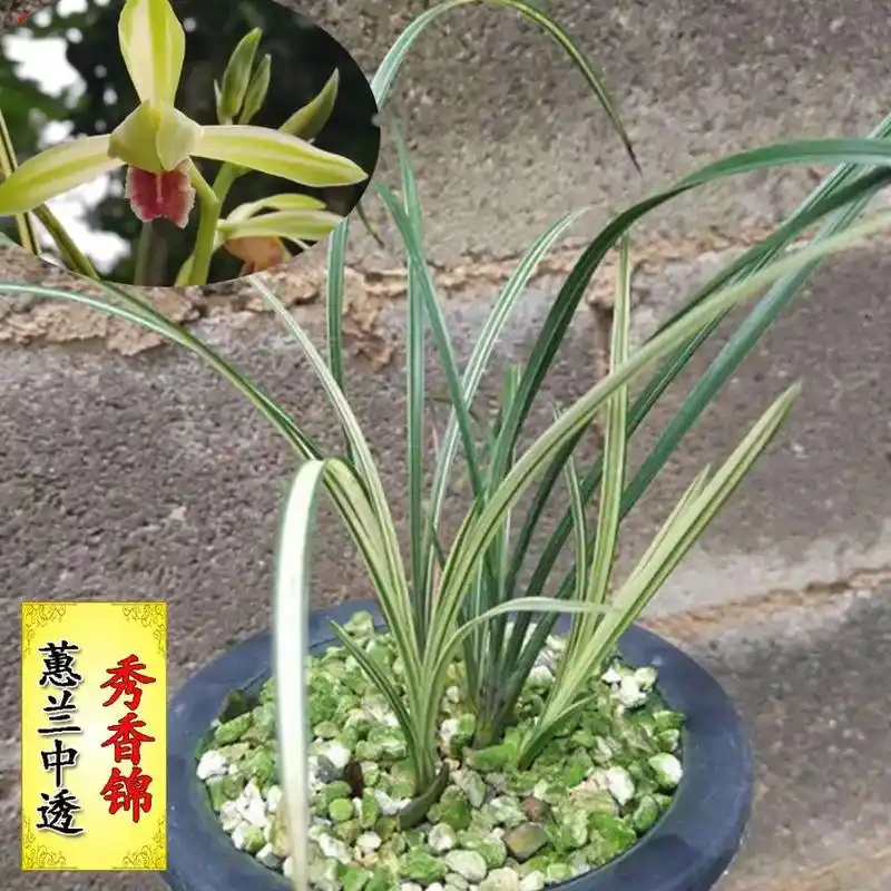 惠兰叶艺花艺双全精品--秀香锦,超喜欢的兰花品种!9090# - 抖音