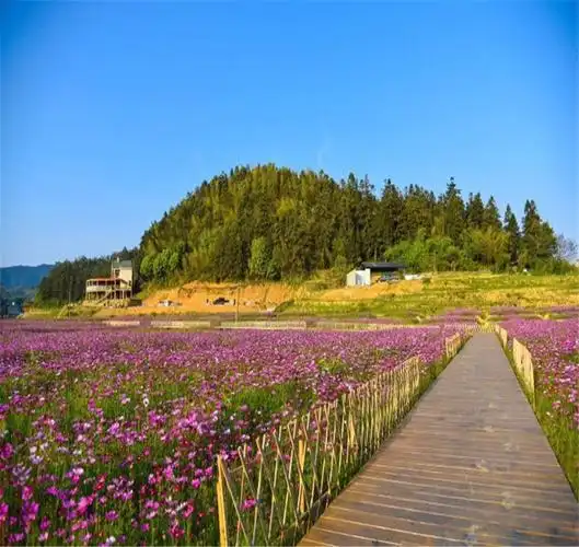 桃源里旅游度假区花海乐园