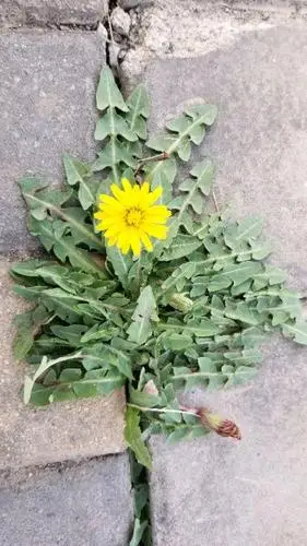 怎样辨识蒲公英的真假