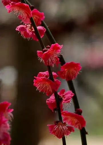 梅花品种分类及花卉图片大全