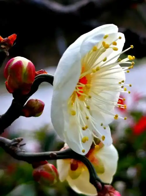 娇嫩俏枝头,奇曲多姿情 龙游梅