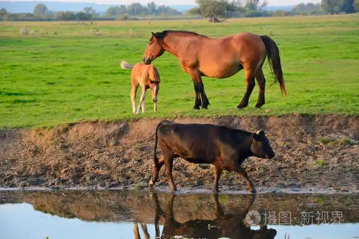 马牛和公牛领域