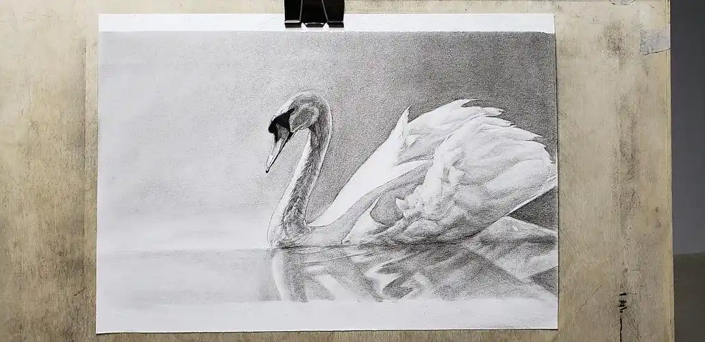 素描#天鹅 - 原创作品 - 站酷(zcool)