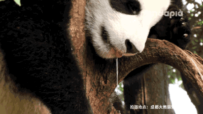 垂涎三尺非一日之馋