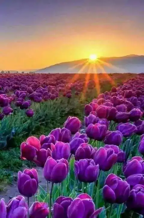 全国各地最美丽的花海