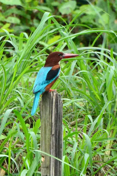 白胸翠鸟 (大翠)