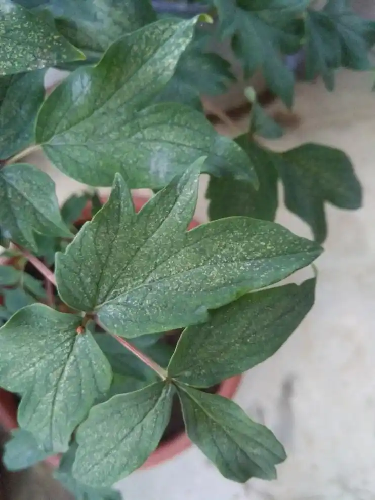 家里的牡丹叶子这个样子了怎么办有没有什么药