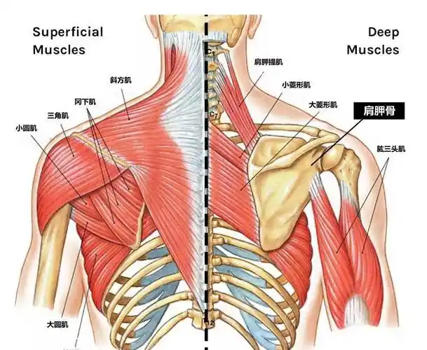 公开露出后背,这身材也太美了吧?_肩胛骨_大喜_肌肉
