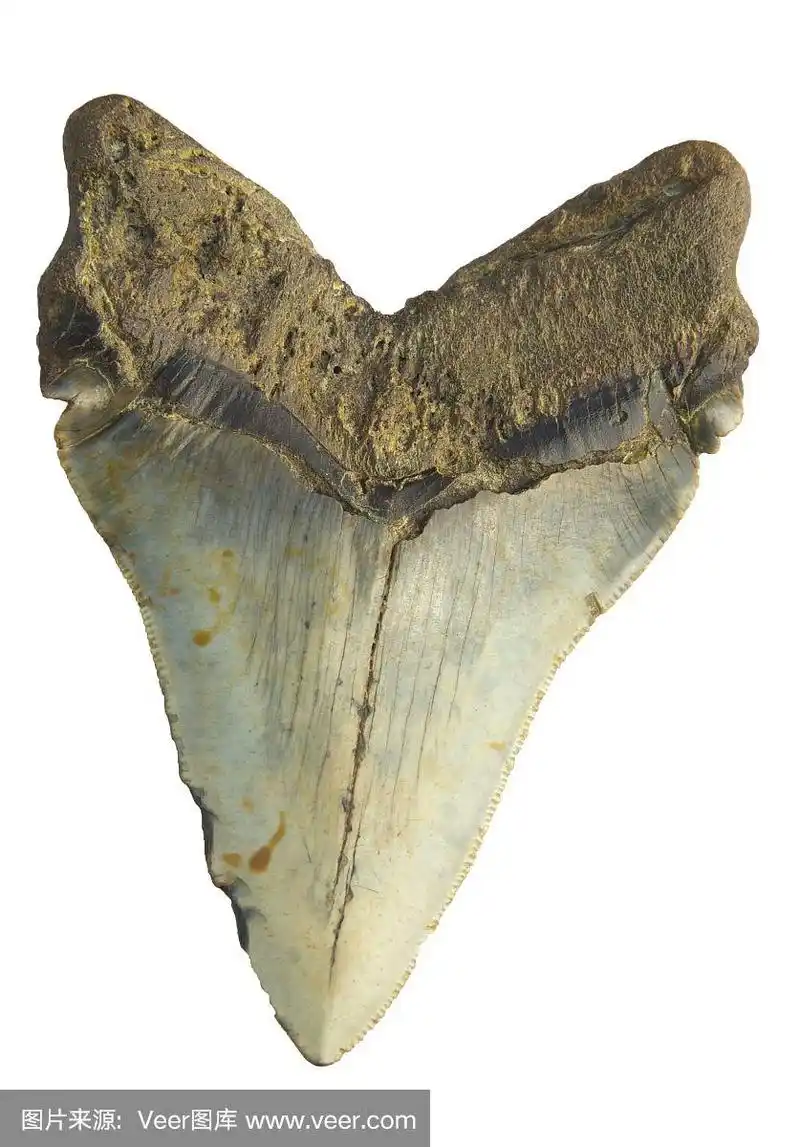 巨齿鲨的牙齿化石.