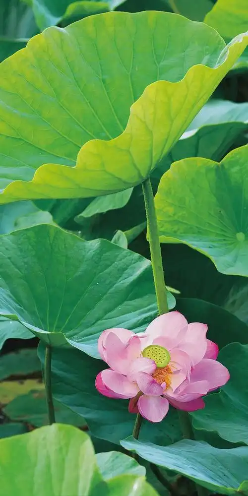 高清绝美独家定制金普版手机屏保拿走不谢