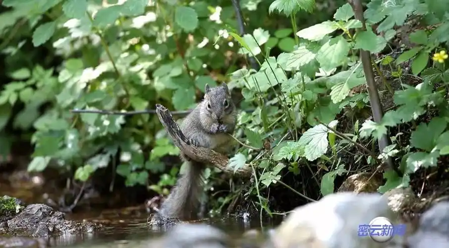 253种野生动物活跃在雾灵山,看看你认识么?