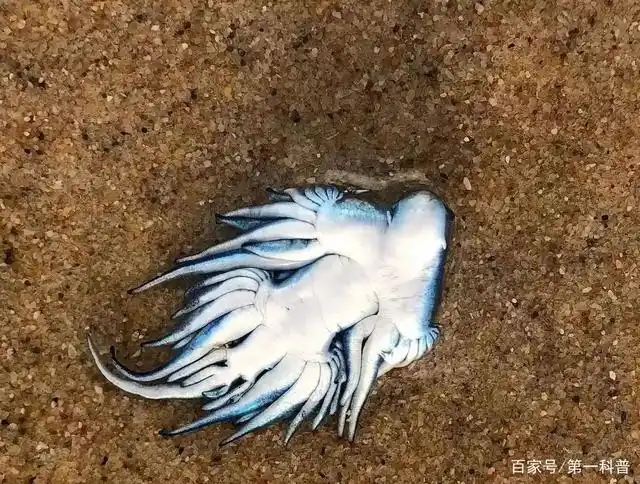 还是一种海洋生物的天敌,那就是作为蓝龙食物的僧帽水母,银币水母和帆