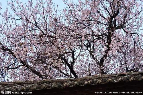 杏花图片