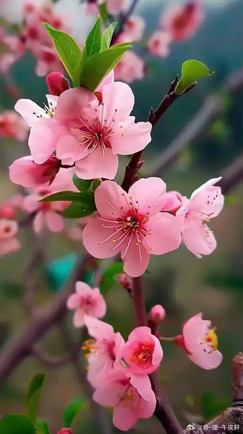 壁纸 花 桌面 546_974 竖版 竖屏 手机