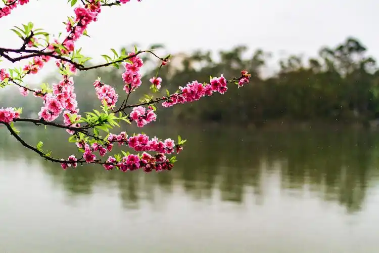 等风等雨,我在福州西湖桃花树下等着你