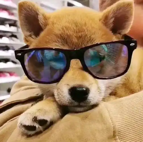 戴上墨镜的酷酷汪星人|粉红色|狗狗|眼镜|冰淇淋_网易订阅