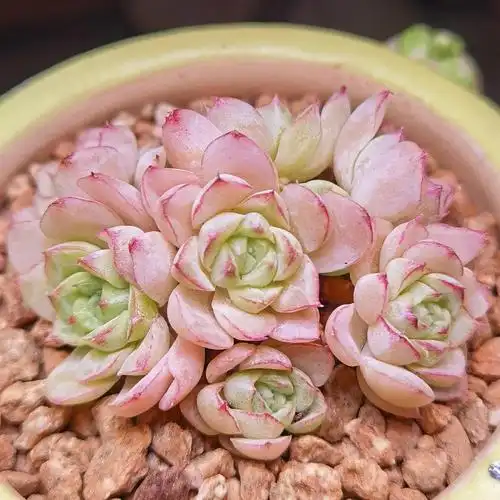 来三张小特写看看80909