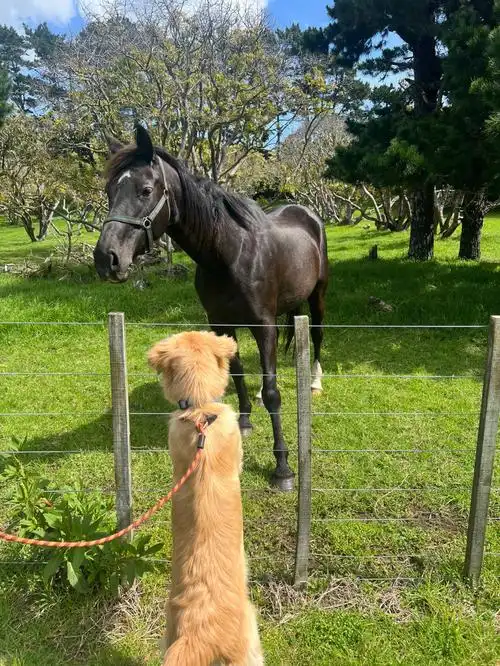 狗崽小朋友和马先生和曲奇大哥