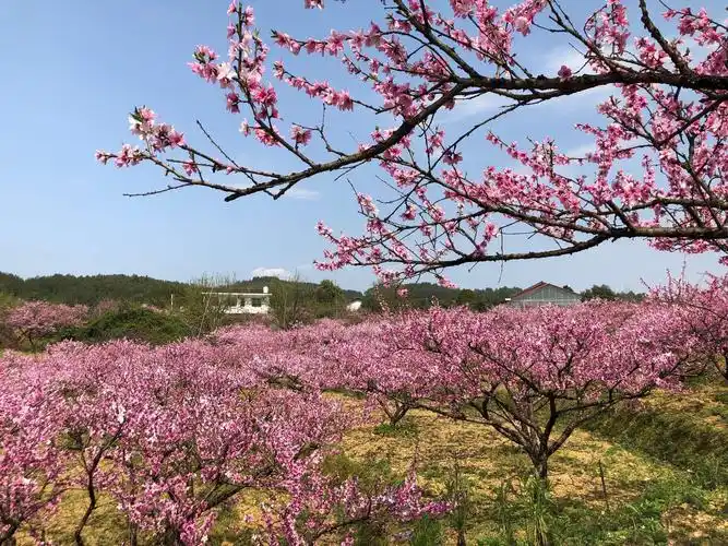 桃花十里醉春风