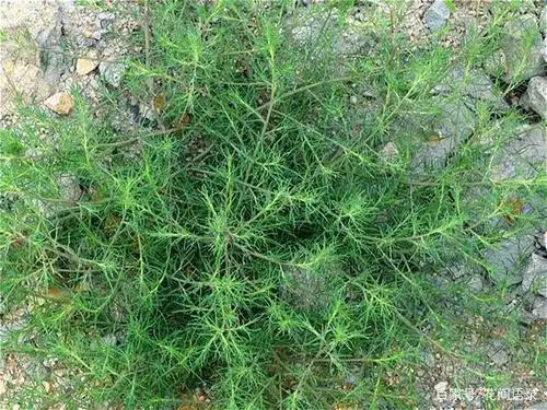 俄罗斯沙蓬嫩叶时期